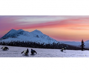 Глухари на фоне Тулыма. Артикул: 104